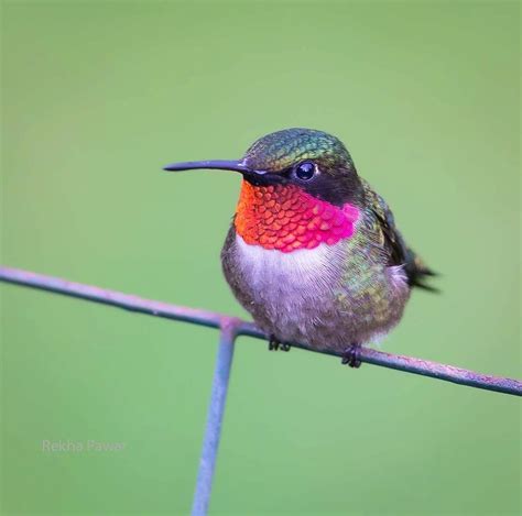 Hummingbird Migration in Ohio – Backyard Visitors