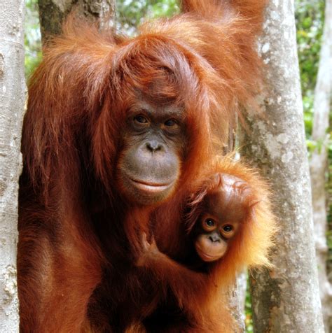 Orangutan | Geo G. Wiki | FANDOM powered by Wikia