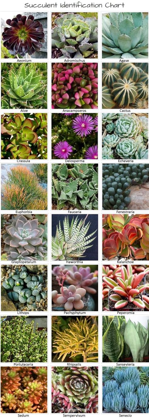 Succulent Identification Chart with Pictures