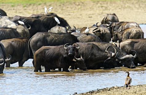 African buffalo stock image. Image of african, kenya - 67113187