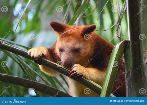 Red Tree Kangaroo stock image. Image of tree, love, light - 44853685