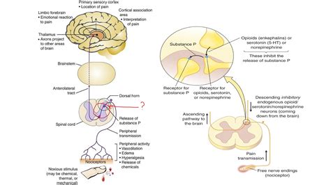 why do some diagrams of pain pathways show an extra neuron??? (circled in red--is there a name ...