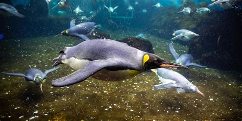 Penguin Expedition Exhibit | SEA LIFE Sydney Aquarium