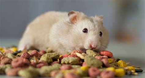 Best Hamster Food For Syrian Or Dwarf Hamsters, Diabetic & Healthy