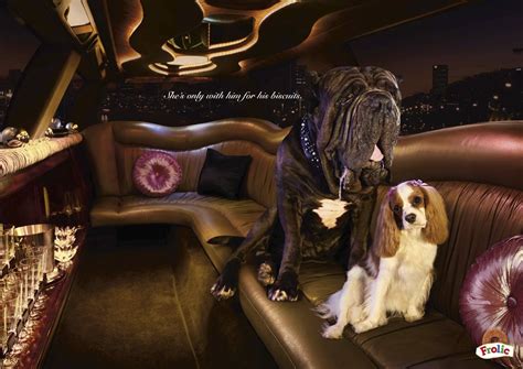 Frolic Dog Food print campaign | Communication Arts