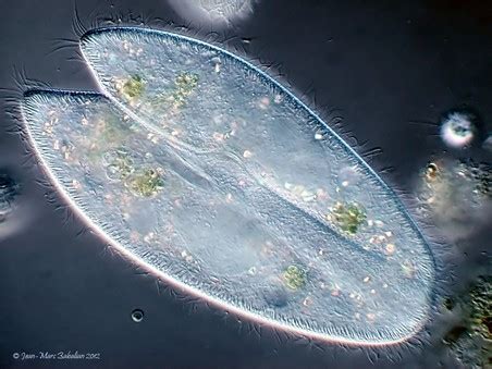 Protists - Reproductive System