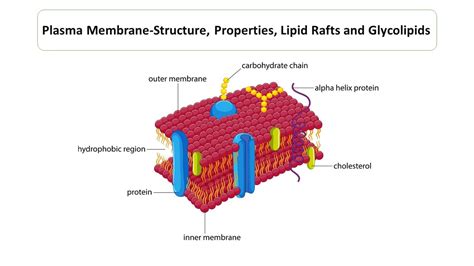 Glycolipid In Cell Membrane