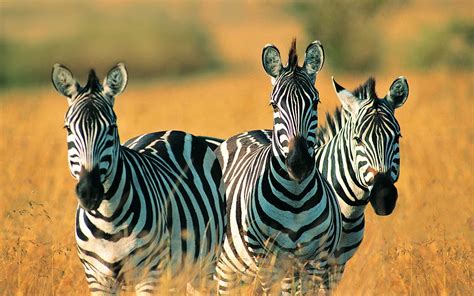 🔥 [74+] Zebra Desktop Wallpapers | WallpaperSafari