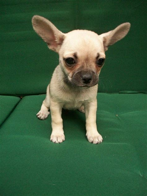 French Bullhuahua Chihuahua Bulldog Mix - Pets Lovers