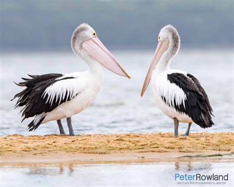 Australian Pelican - Peter Rowland Photographer & Writer