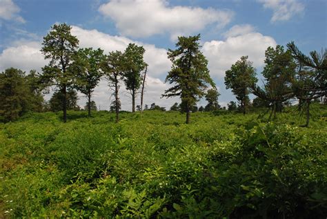 Albany, NY - Pine Bush Preserve | Albany Pine Bush Preserve | Flickr