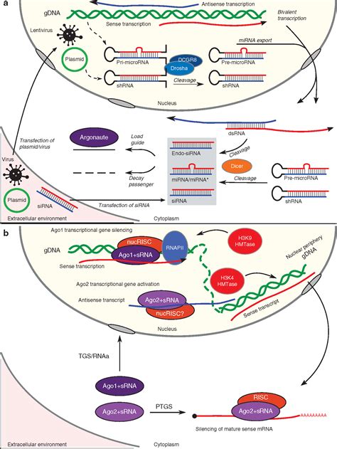 The Varied Roles of Nuclear Argonaute-Small RNA Complexes and Avenues for Therapy: Molecular ...