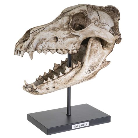 Buy SUMMIT COLLECTION Polystone Resin Dire Wolf Skull Replica Model On Stand with Name Plaque ...