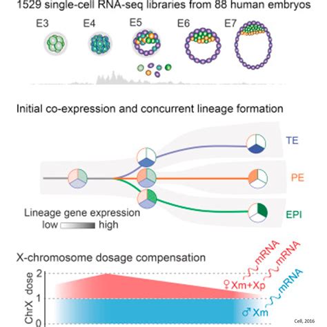 Controlling X chromosome gene expression during early human embryo development – Science Mission