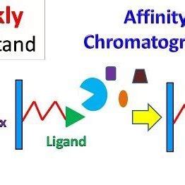 Affinity Chromatography Application | Download Scientific Diagram