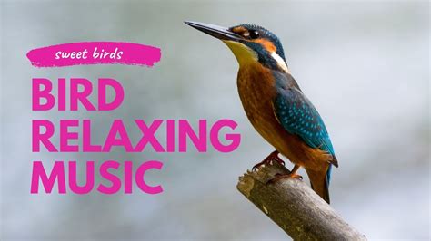 Bird | Relaxing Music With Birds, Bird Relaxing music, Meditation Music, Calming Music, Sleep ...