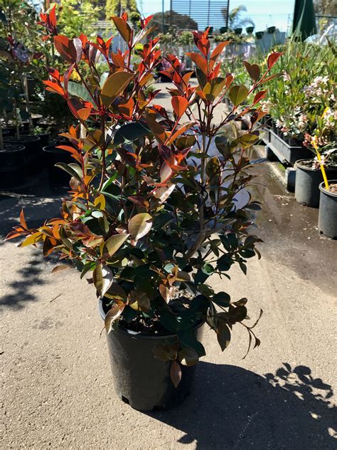 Syzygium Big Red Lilly Pilly | Westlake Nursery