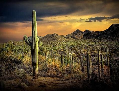 Saguaro National Park, Tucson Arizona, Saguaro Cactus, Saguaro Cacti, Southwest Sunset, Desert ...