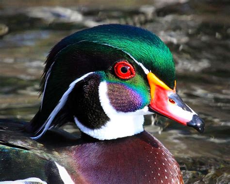 Colorfull Wood Duck Photograph by Steve McKinzie - Pixels