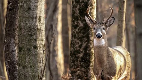 15 Missouri deer 'left to rot,' suspects facing poaching charges | ksdk.com