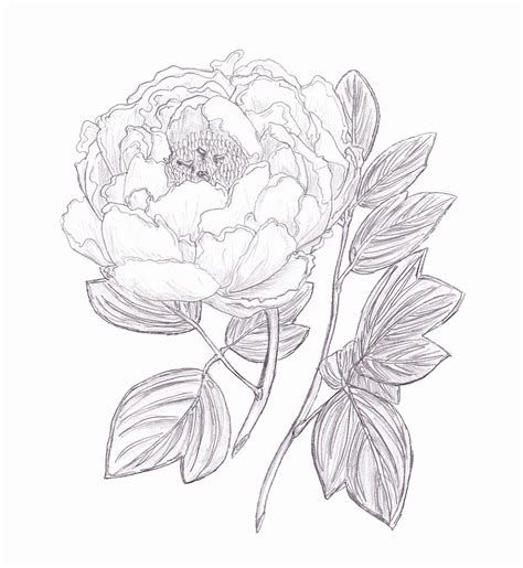 Japanese Peony Drawing at GetDrawings | Free download