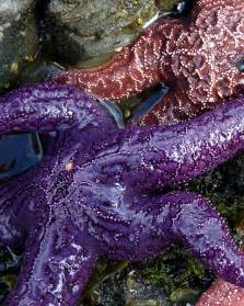 Purple Sea Star - vic high