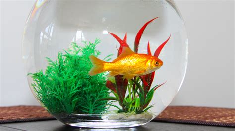 How To Clean A Goldfish Bowl: Quick & Easy Tips - Vet Advises