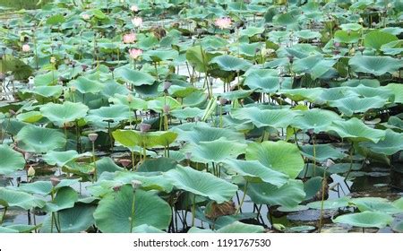 Lotus Ponds Kerala Wayanad Stock Photo 1191767530 | Shutterstock