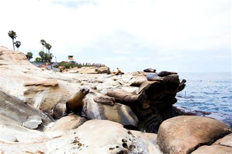 La Jolla Cove Seals: 8 Things You Need to Know Before Visiting