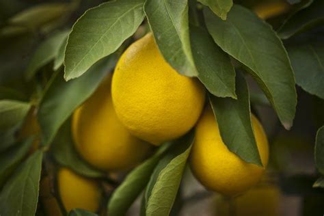 A Home Remedy for Aphids on an Inside Lemon Tree | Aphids, Citrus trees, Lemon tree