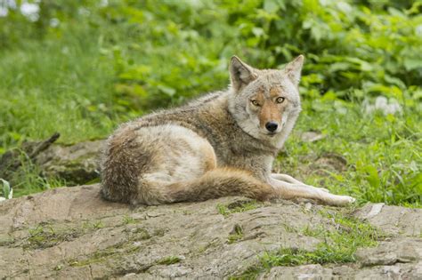 The Variety of Deciduous Forest Animals is Truly Mind-Boggling - Animal Sake