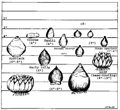 Fall-Planted Bulbs and Corms - 7.410 - Extension