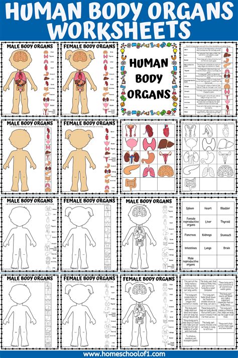 Human Body Organs Worksheet: Inside My Body