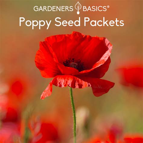 Poppy Seeds For Planting: Expert Advice for a Blossoming Poppy Garden ...