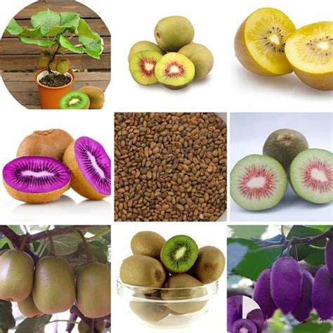 100 PCS Kiwi fruit seeds,Potted plants,MIN tree Nutrition is rich, beautiful,Bonsai,Vegetable ...