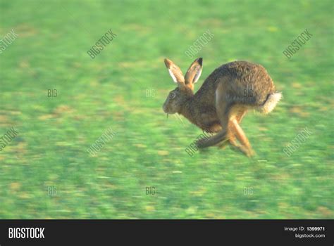 Running Hare Image & Photo (Free Trial) | Bigstock