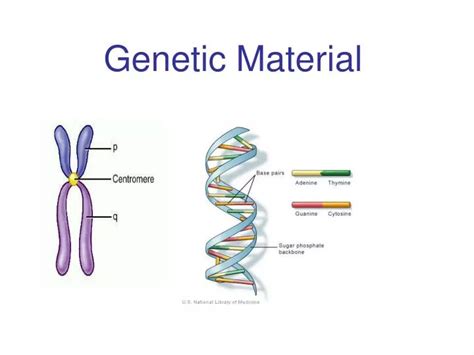 PPT - Genetic Material PowerPoint Presentation, free download - ID:5250368