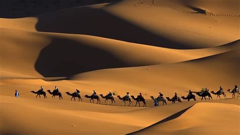 nature, Animals, Landscape, Camels, Morocco, Africa, Sand, Desert, Dune ...