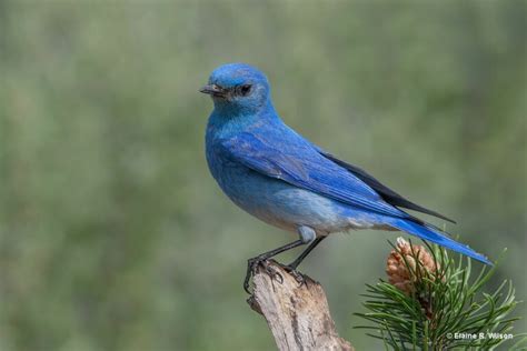 Bluebird Symbolism & Meaning - Everything We Know