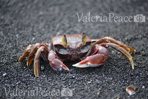 Ghost Crab Photo Black Sand Beach Hawaii Crab Picture Wildlife Marine ...