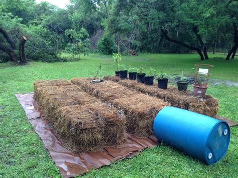 The beginning of my Hay-bale Garden. Hay Bale Gardening, Hay Bales ...