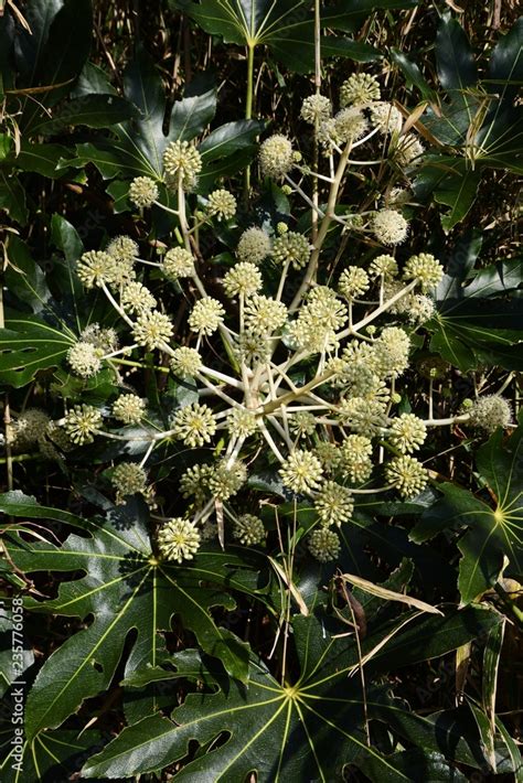 Japanese aralia(Fatsia japonica) flowers / Japanese aralia is an ...