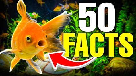 50 Amazing Goldfish FACTS Revealed! - YouTube