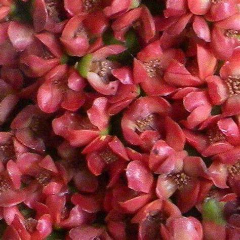 Tongan Flowers - Heilala Tongan Culture, Leis, Outdoor Oasis, Yard Ideas, Inktober, Polynesian ...