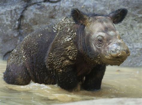 FOTOS | Las especies de animales que están en mayor peligro de ...