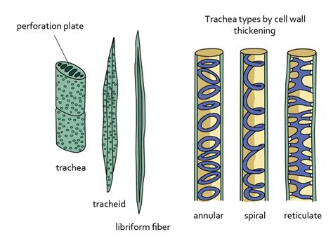 diagram of xylem cells - Brainly.in