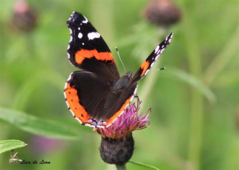 Birding with Lisa de Leon: A Beautiful Red Admiral Butterfly