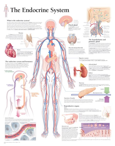 Major Endocrine Organs Diagram