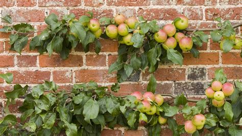 Pruning espalier apple trees: how and when to do it | Homes & Gardens