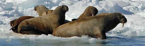 Walrus Habitat and Distribution